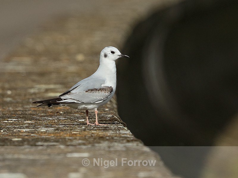 Bonaparte's Gull standing on wall, Farmoor Reservoir - Bonaparte's Gull