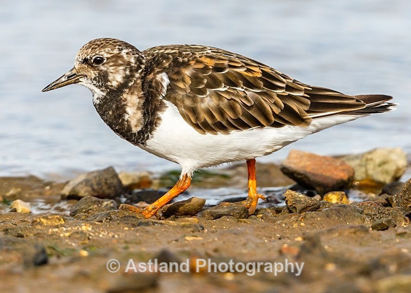 Astland Photography, Bird and Wildlife Images, Susan and Peter Wilson, U.K.