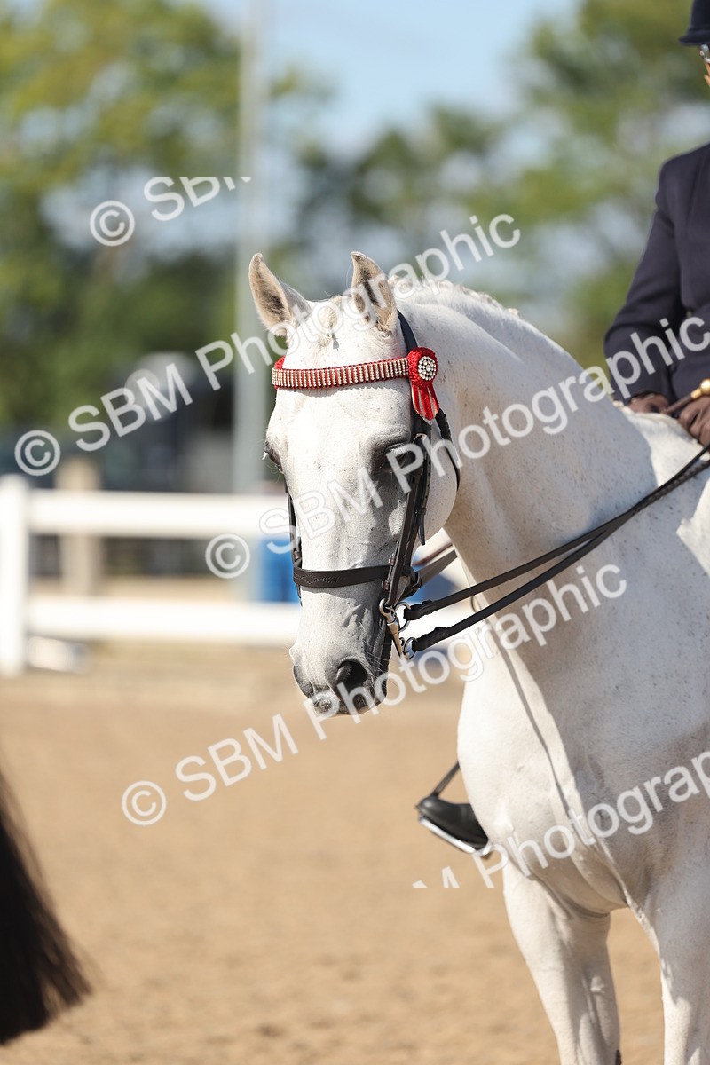 SBM_22685 - Class 805 - Ridden Veteran Horse
