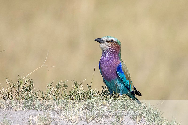 Lilac-breasted Roller - Botswana ~ Birds