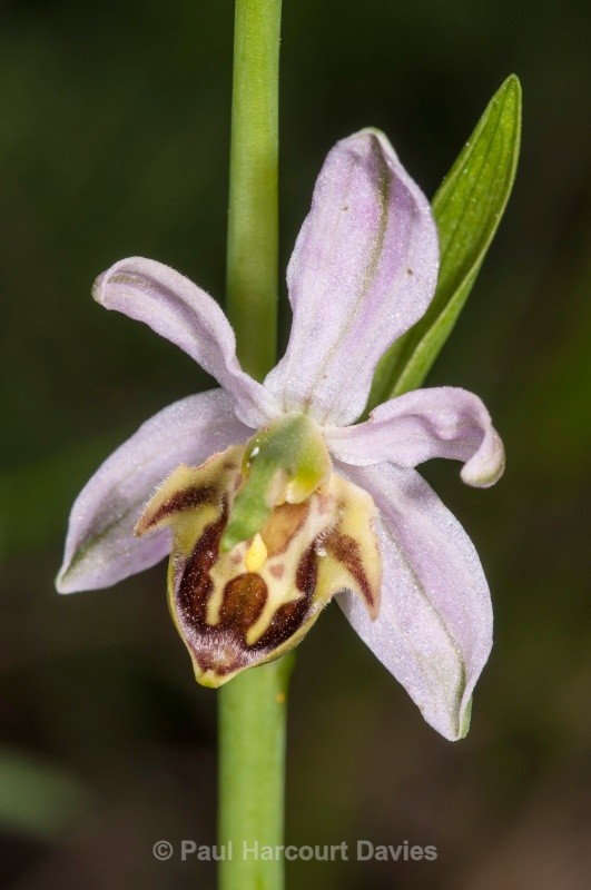 Bee Orchid variety (Ophrys apifera var friburgensis) - Orchids - Ophrys