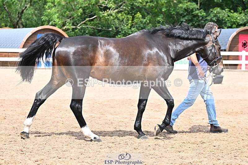 240718A-105320-01874 - Trot Up 1pm to 2pm