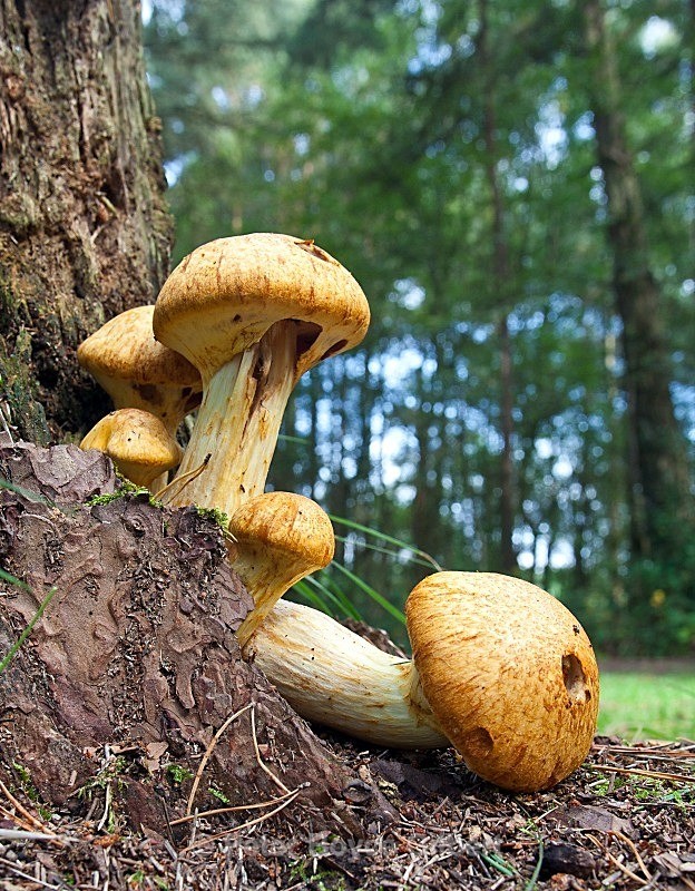 Fungi, Wareham Forest Tourist Park. - Flora & Fauna