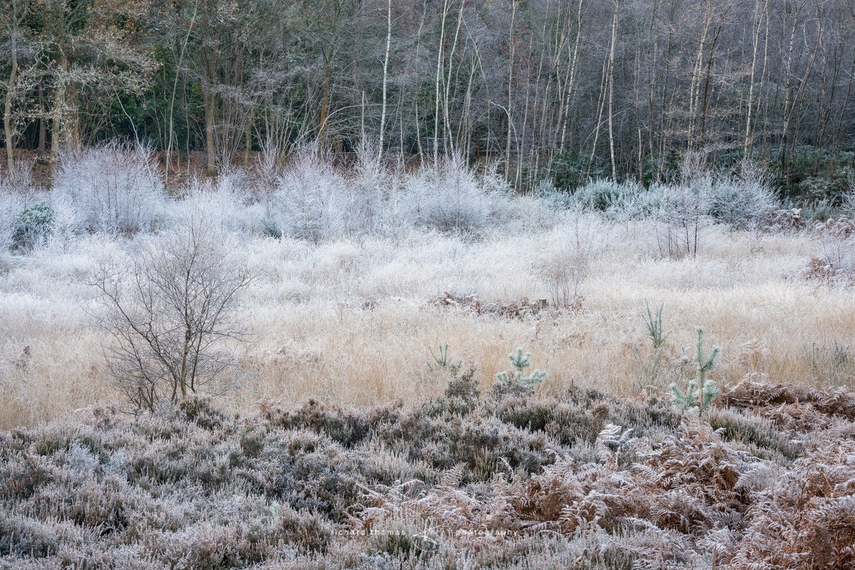Winter Alternation - Frensham