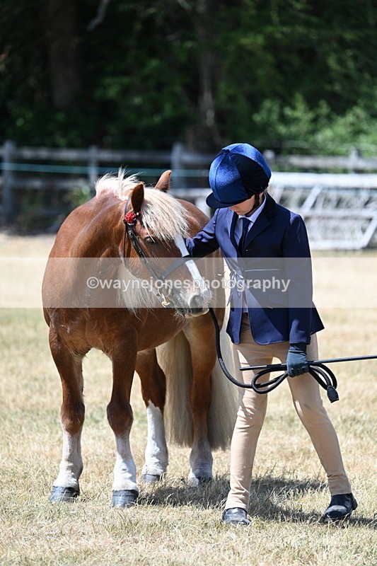 WJ7_2528 - Most Handsome Gelding Champs