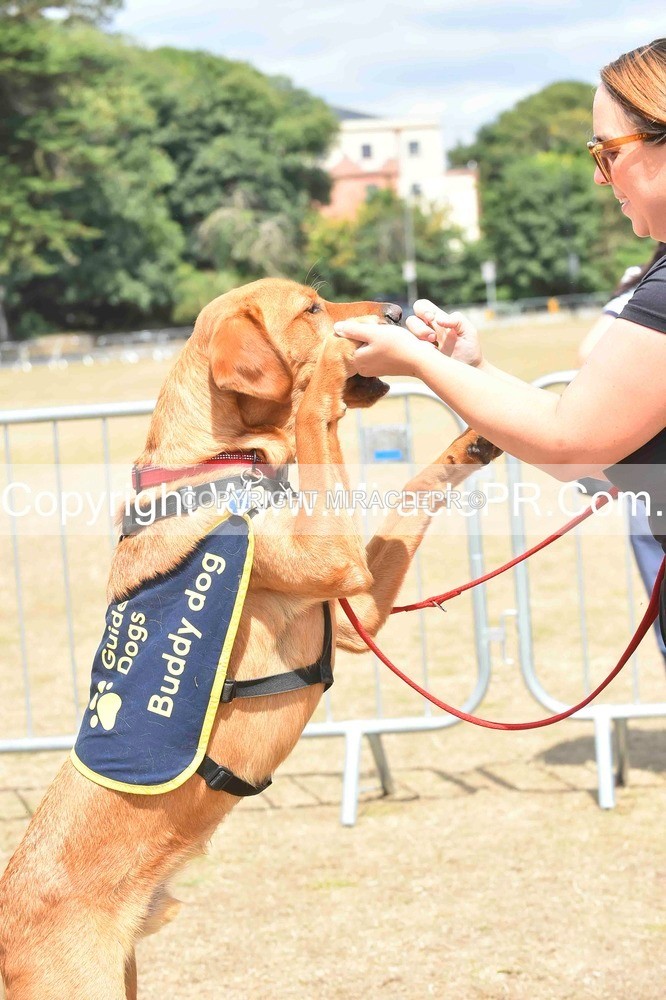 SH4_0228 - Dog show.
