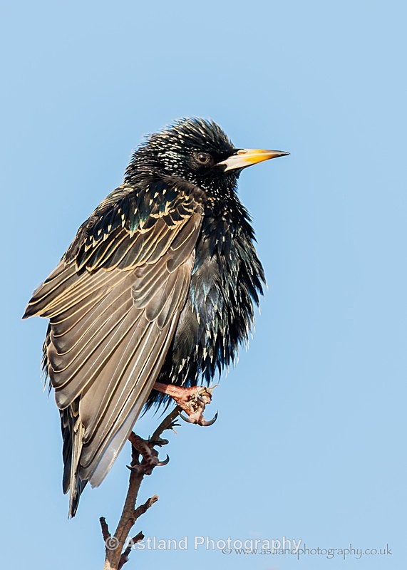 Astland Photography, Bird and Wildlife Images, Susan and Peter Wilson, U.K.
