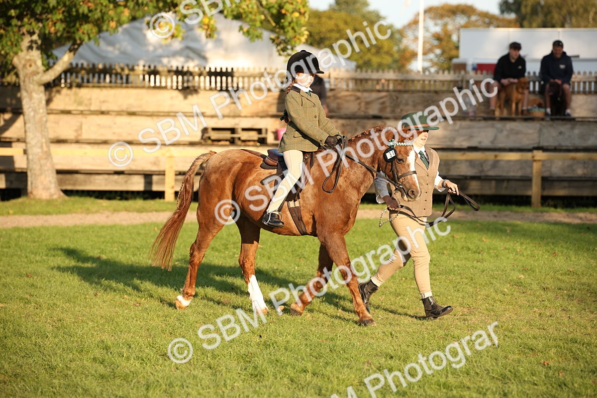 SBM_54458 - S27 - Mature Veteran - Ridden