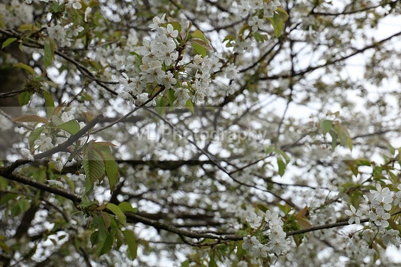 White Blossom - Plants and Trees