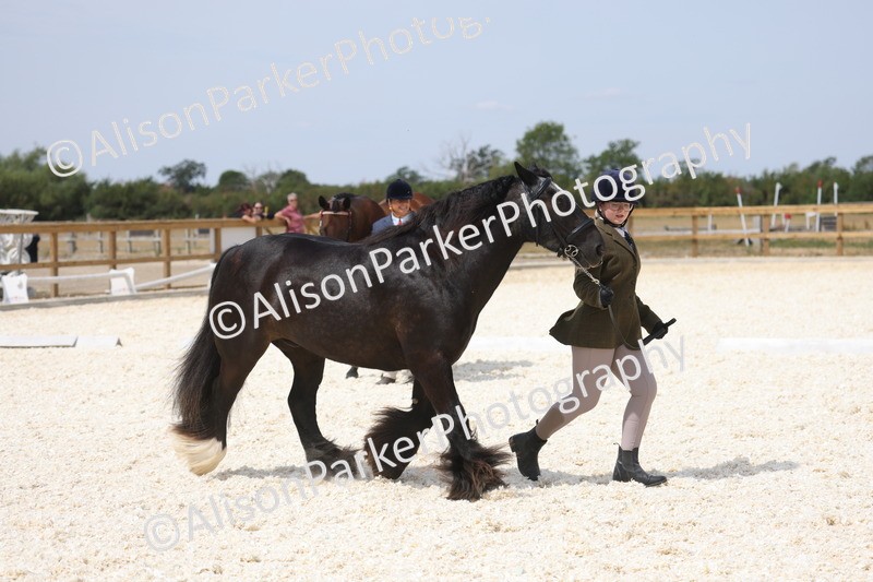 20260802-1523 - Class 16 - Best Horse or Pony