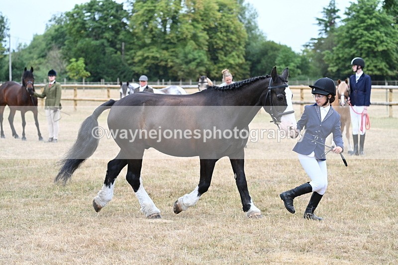 WJ7_9581 - Class 5 Most Handsome Gelding (up to 14.2hh)