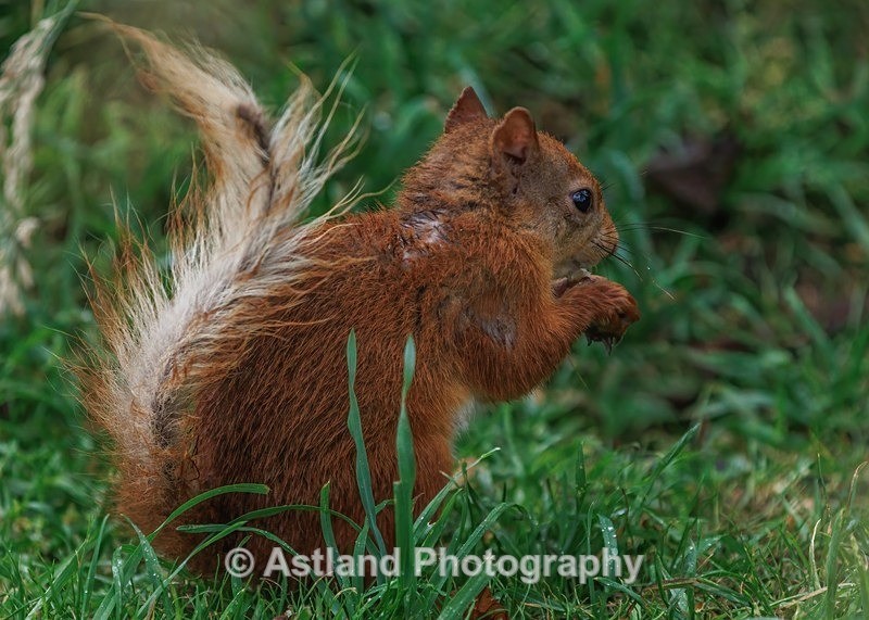 Red Squirrel - Latest Images