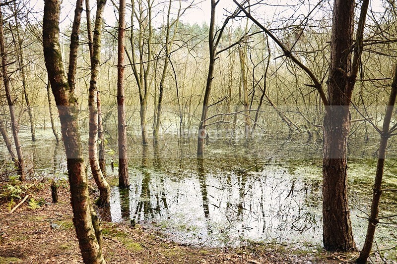 Trees - Plants and Trees