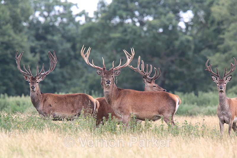 Red Deer   3 - Wildlife