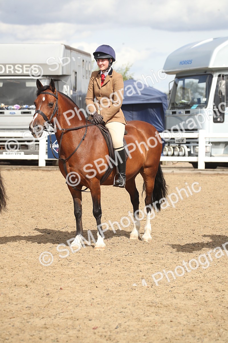 SBM_14579 - Class 505a - M&M Working Veteran - 50cm (15-19)