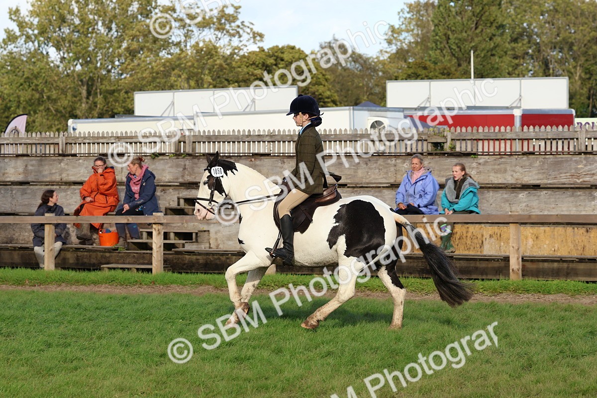SBM_52579 - S13 - Pony Club Pony