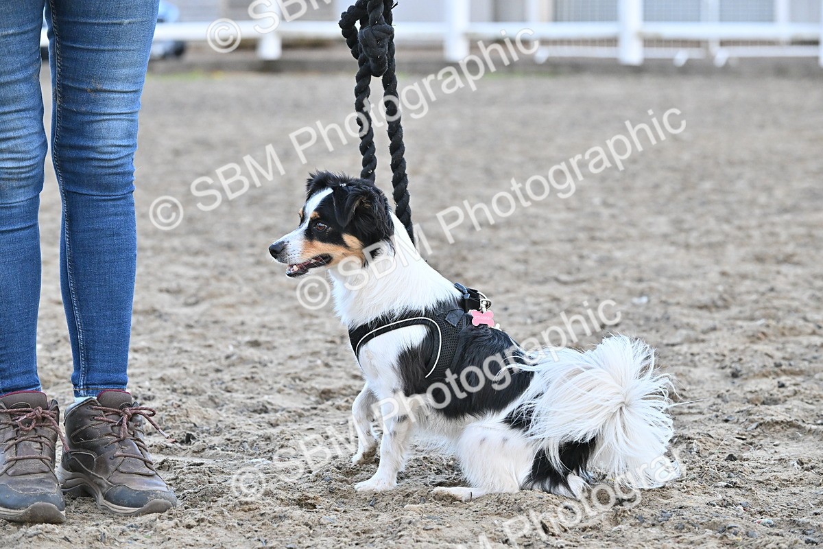 SBM_09554 - Lorry Dogs