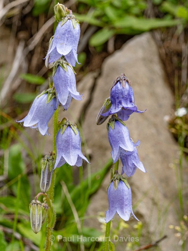  - Wild Flowers