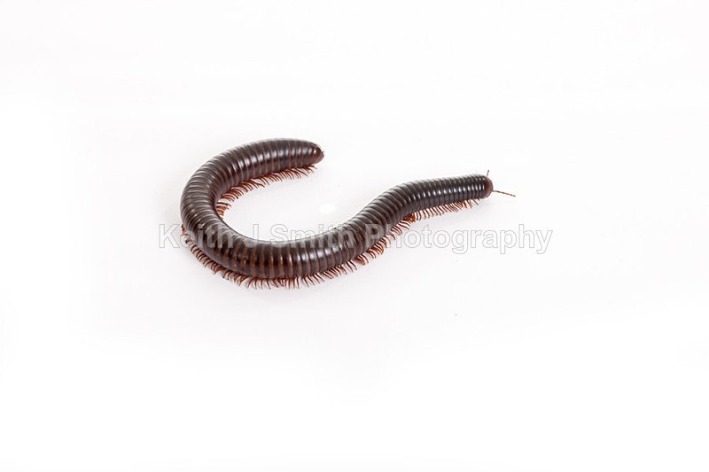 2SKJ8902 - Roaming Reptile Show. II