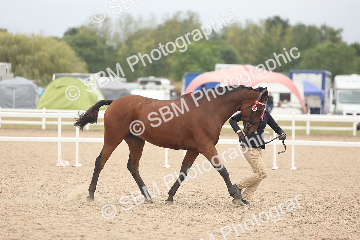 SBM_19844 - Class 318 - IH Part Bred Horse-Pony
