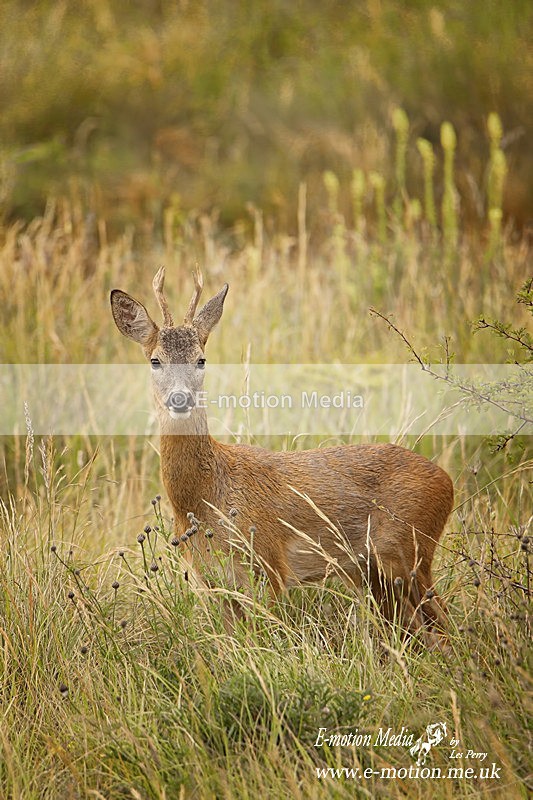 130620 -0005a - Nature