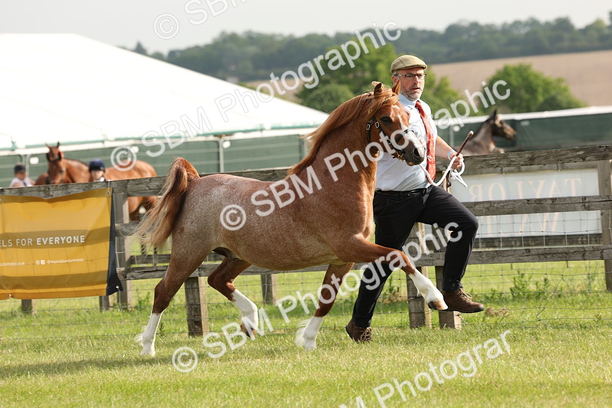 SBM_00395 - Class 6-13 - Mountatin and Moorland In Hand Welsh Breeds