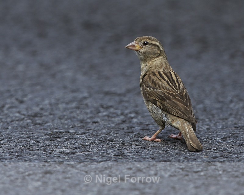 House Sparrow (female), Kilauea, Hawaii - House Sparrow