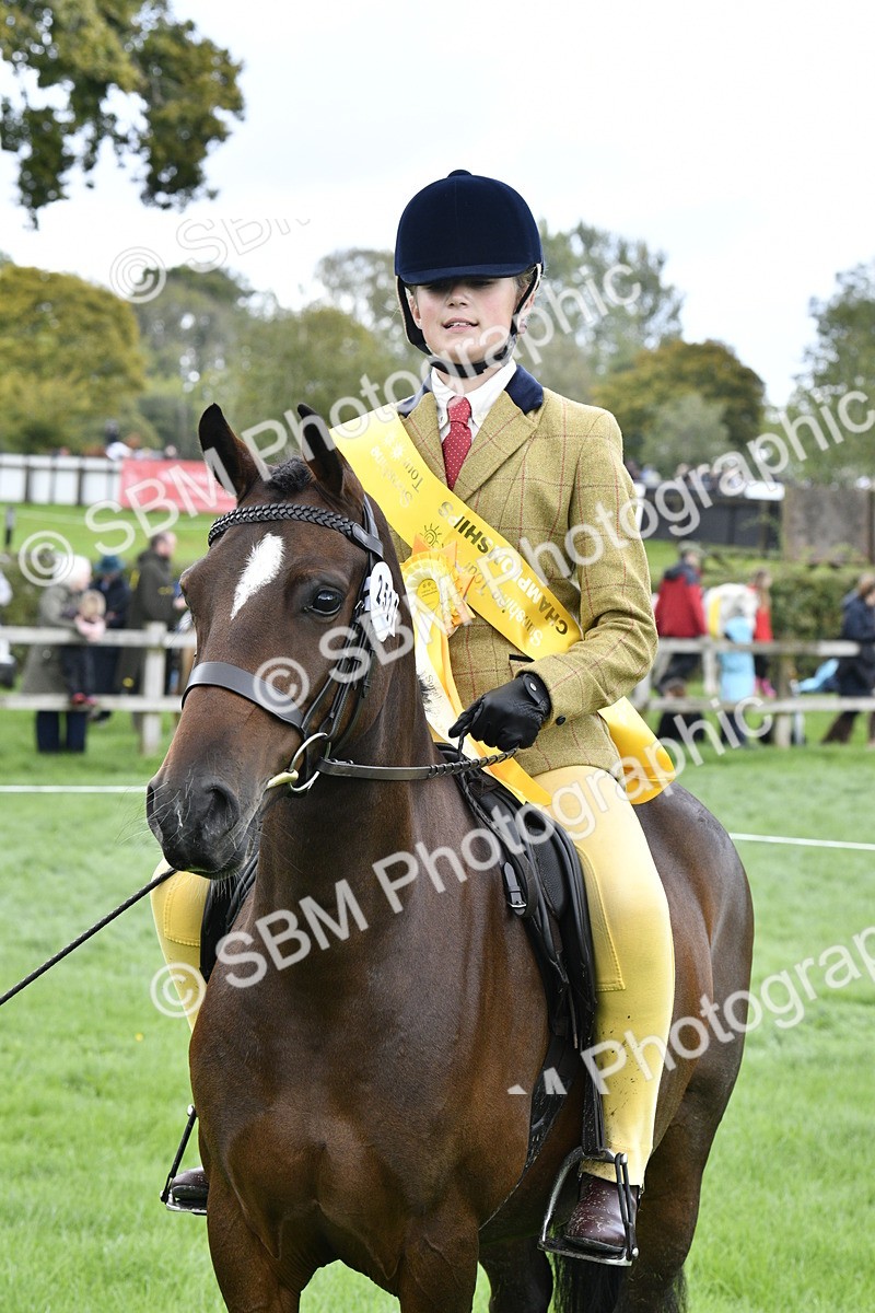 SBM_38285 - S31 - Novice & Newcomer Working Hunter Pony