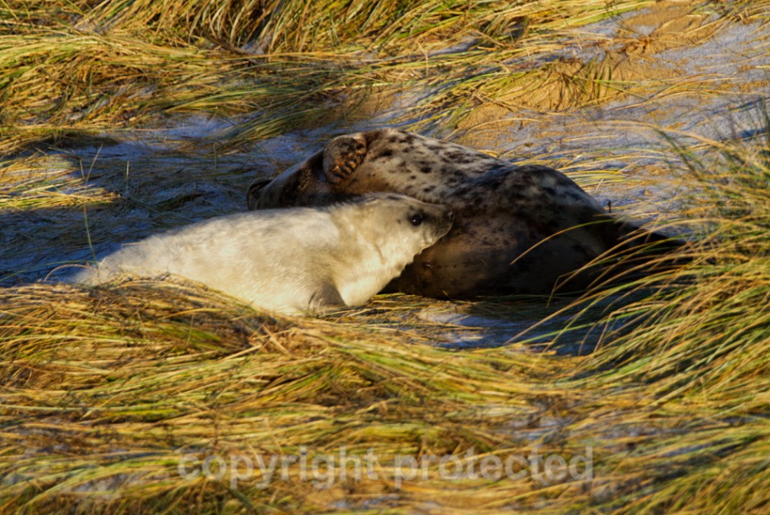 Grey Seal Pup Feeding - Norfolk
