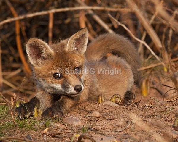 614 - Fox
