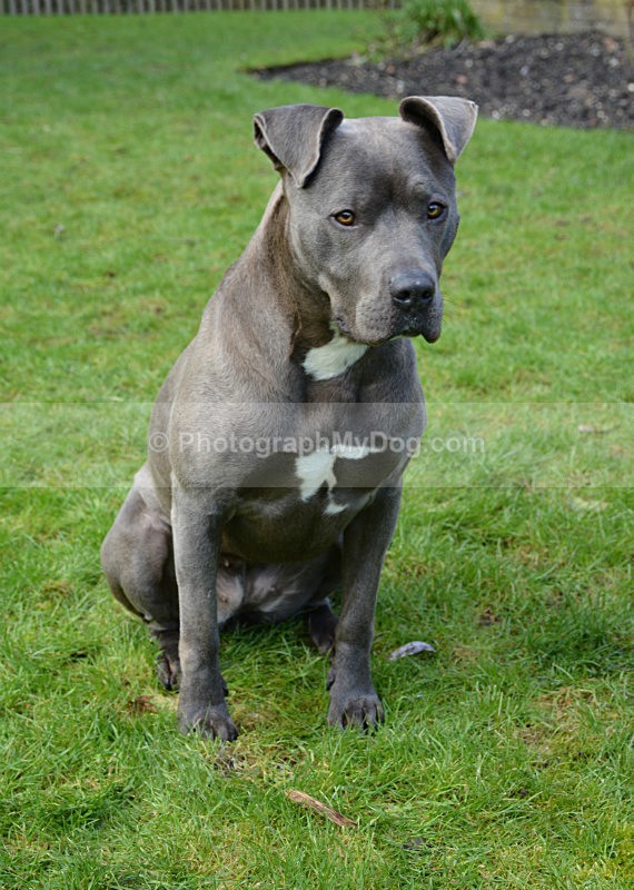  - American Staffordshire Terrier