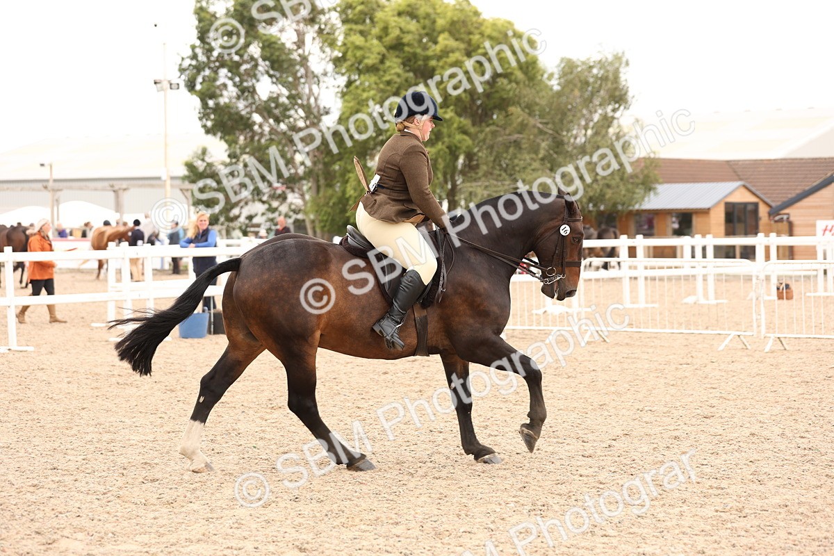 SBM_19534 - Class 215 - Ridden Show cob