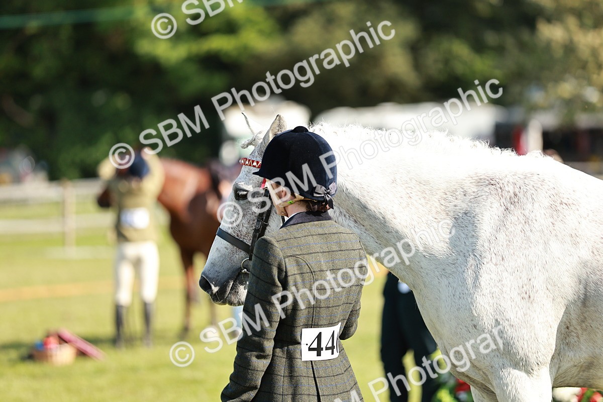 SBM_19311 - Class 115-116 - LIHS BSHA Rising Star Working Hunter & Show Horse