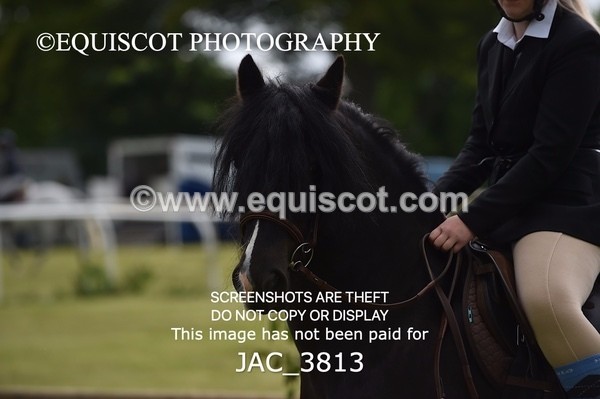 JAC_3813 - 65cm WORKING HUNTER