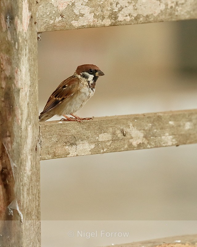 Eurasian Tree Sparrow, Battambang, Cambodia - Eurasian Tree Sparrow