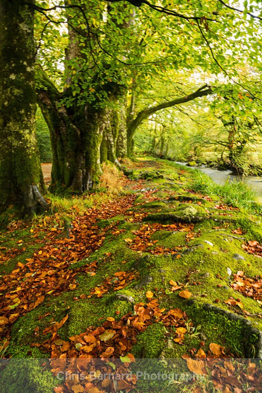 LH0A7987-2 - Golitha Falls