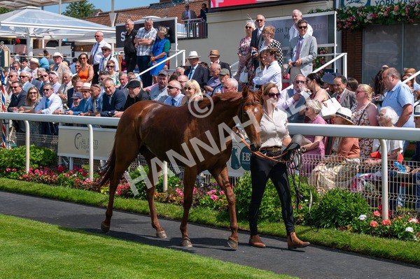 130625-Race 2-Carnation Queen-8748 - Race 2 2.25pm Coopers Marquees Rous Selling Stakes