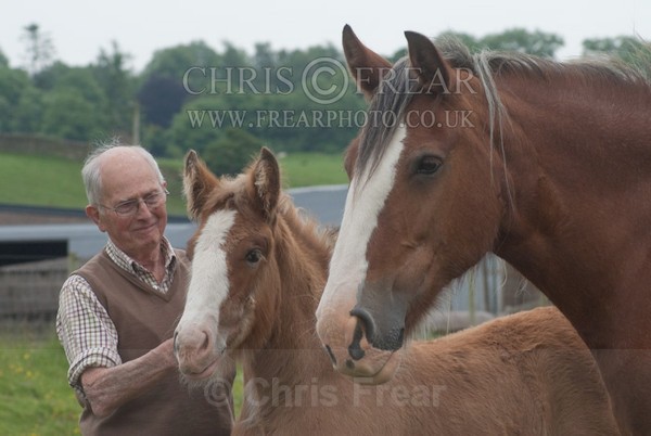 ryecroft-10 - Clydesdales 2013 Include Foals