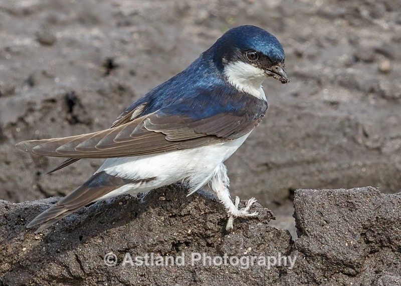 Astland Photography, Bird and Wildlife Images, Susan and Peter Wilson, U.K.