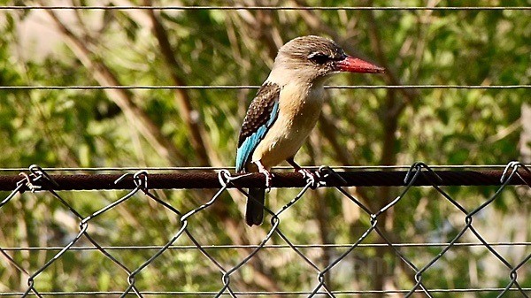 Brown Headed Kingfisher - BIRDS & INSECTS