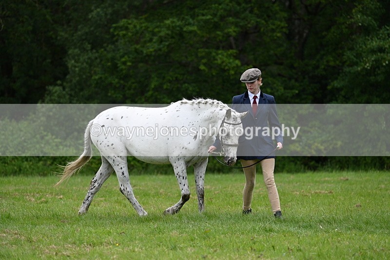 WJ7_4457 - Class 14B Prettiest Mare