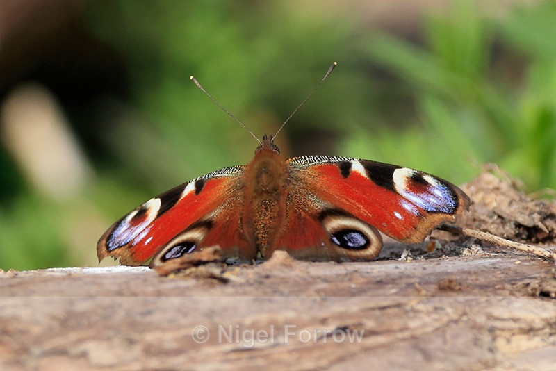 Peacock basking on a log, Roman Road, Otmoor - INSECTS