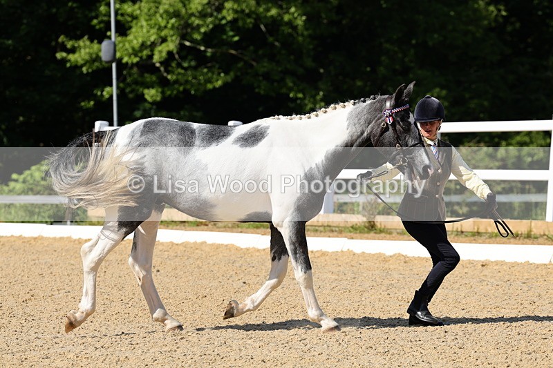 1X9A0754 - Class 4: Youngstock 1, 2, 3 year old to exceed 153cm