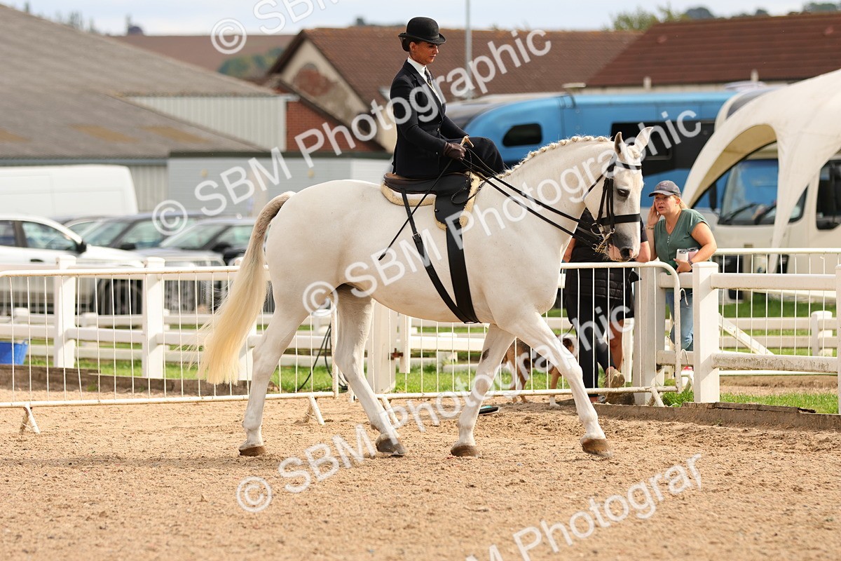 SBM_15876 - Class 216 - Best Side Saddle Horse-Pony
