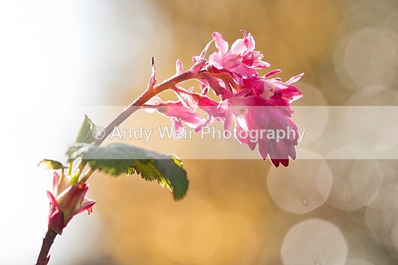 20120318-_MG_9419 - Plants & Flowers