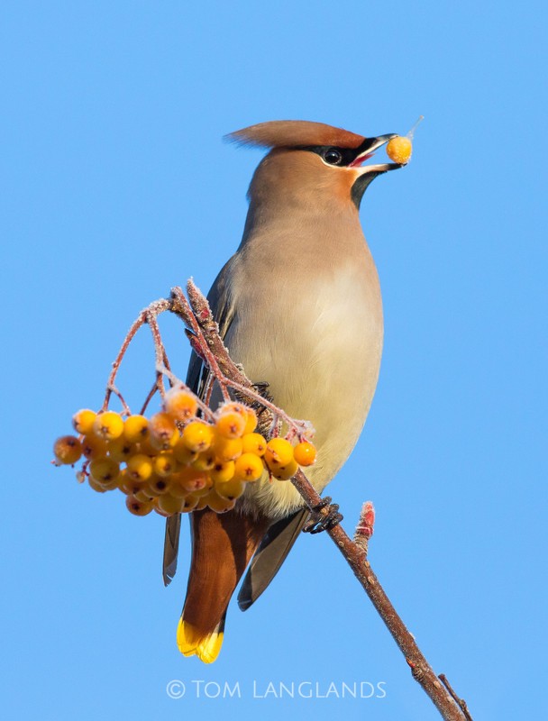 Waxwing - All Other Birds