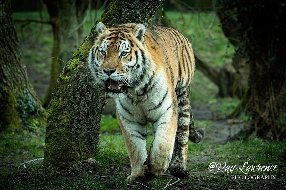 Amur Tiger - RLP_2070-437 - Vulnerable and Beyond
