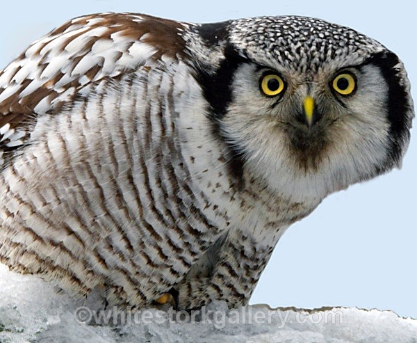 Brown Owl - Wildlife and Animals