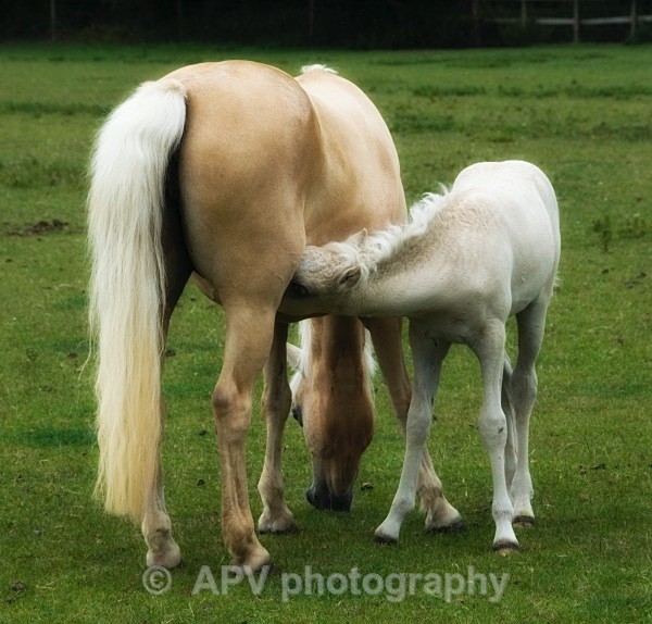  - Horses'n'Ponies
