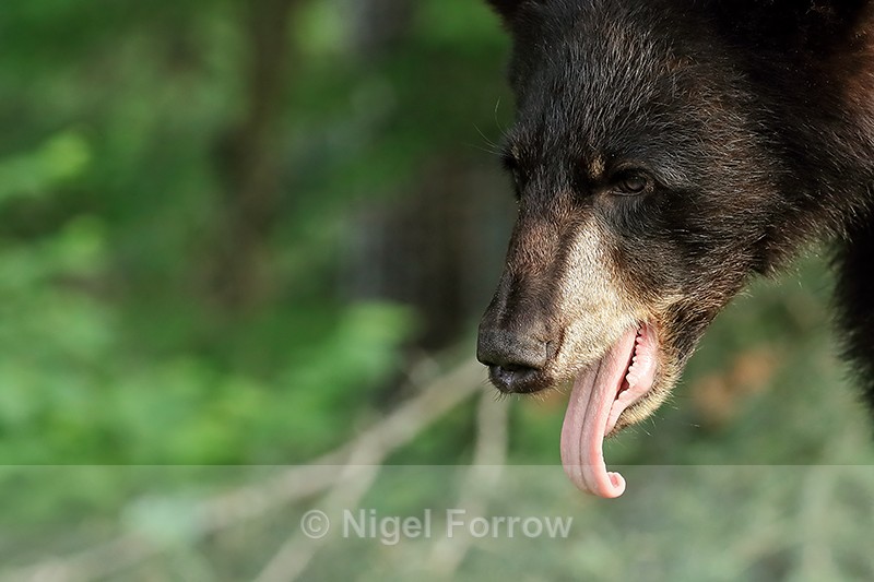 Black Bear with tongue out, Minnesota, USA - American Black Bear